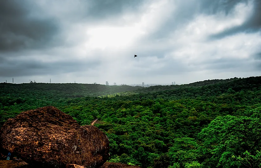Dense forest inside Sanjay Gandhi National Park in northern Mumbai, home to a resident leopard population